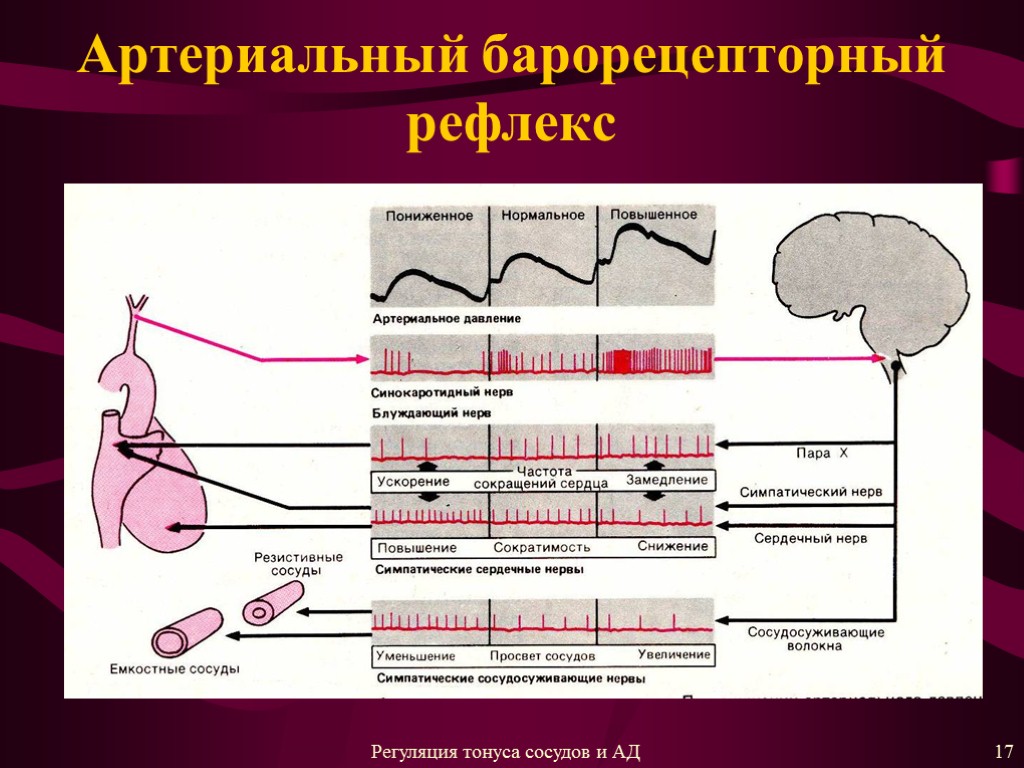 Артериальный барорецепторный рефлекс 17 Регуляция тонуса сосудов и АД